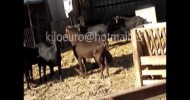 Goats males breeding