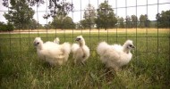 The Joys of Silkies | Farm Raised With P. Allen Smith