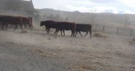 more cows