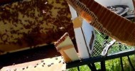 Honey Bees… Homesteading in Northern Maine