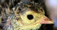 NATURE | My Life as a Turkey | A New Mother | PBS