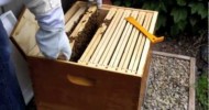 Backyard Beekeeper Part 2: Hive Inspection