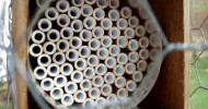 My mason bees nesting April 2010