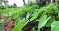 Hawaii Permaculture Gardening – Papaya, Banana, Peppers, Citrus, Tobacco, Kale, Chard, Coconut