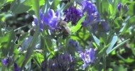 idBee: Automated Bee Identification from Wing Venation