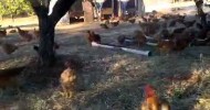 Pastured Chickens