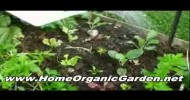 Organic Fertilizer For Vegetables – Find Out What They Are and When to Use Them