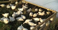 Vitality Pastures – Young Pastured Chickens