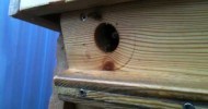 Honey Bees in a Top Bar Hive