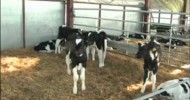 vetpulse tv™   coccidiosis in dairy calves