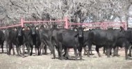 Bred Commercial Cows