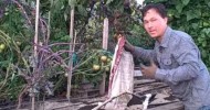 Best Way to Enrich Your Garden Soil to Grow Bigger and Better Vegetables