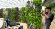 AAAP Aquaponics Community Farming 2