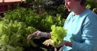 Harvesting and Planting in Aquaponics