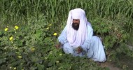 Growing Organic Vegetables from Organic Fertilizer 29 May 2013 in a Village of Bahawalpur Pakistan