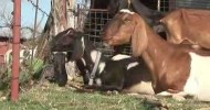 Planet Agriculture Sheep & Goats Video