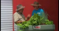 Aquaponics for Small Home Gardens and Balconies