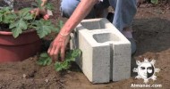 How to Grow Square Watermelon