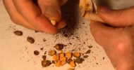 Opening a Mason Bee straw with mono by Crown Bees