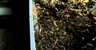 Vermicomposting with rabbit manure