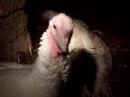 Undercover investigation at Torbay Turkeys in Devon