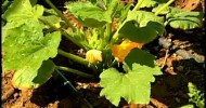 Desert Gardening with Carol Stuttard