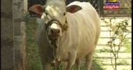 pungunur cow, pungunur cattle, kamadhenu