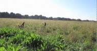 Raising Organic, Pastured Eggs at Burroughs Family Farm