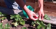 Home Grown Strawberries – Controlling Sow Bugs Organically and Fertilizer Test Results