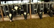 Dairy Farming Documentary