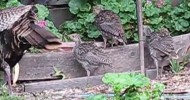 Baby Turkeys Are Growing Up