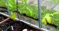 Greenhouse Gardening – String Up Your Tomatoes, Peppers, Chillies