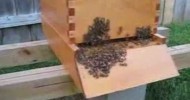 Beekeeping: Hot or Crowded Bees?