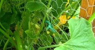 HOW TO GROW SQUASH, CUCUMBER AND CANTALOUPE ON TRELLISES