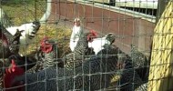 Pastured Chickens/Crowing Rooster