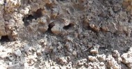 Mason Bees excavating mud for nests