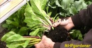 Transplanting Seedlings from the Cold Frame