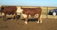 Horned Herefords AIed to Occ Machinist cleaned up with Totall Recall sons.