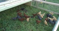 New pastured chicken coop