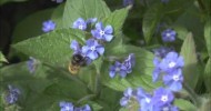 Red Mason Bees Osmia bicornis