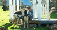 An Urban Goat Farm: Abita Springs Farm