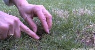 (040909) All Natural Organic Grass Fertilizer Promotes Lush Green Grass