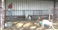 How to Choose a Boer Show Goat : What to Feed Boer Show Goats