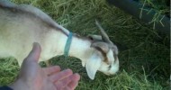 Raising Baby Goats. Lush Planet Micro Farm www.lushplanet.net