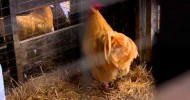 Banding Brood Stock | Farm Raised With P. Allen Smith