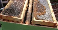 Bee Vlog #80 – February 2, 2013 – Queen Anne is dead