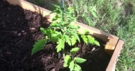 Raised Bed Garden Update 8-9-13