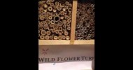 Mason bees in action