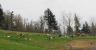 A Small Scale Integrated Livestock Farm