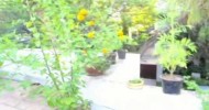 Organic terrace garden – Alwarpet